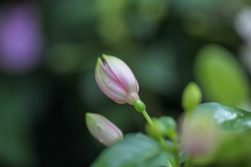 Fototapeta premium フクシアの蕾