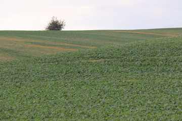 Fototapeta premium Autumn nature, Uherske Hradiste, photo Czech Republic