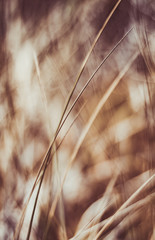 Rustikales Sommerfeld © Anna Studio