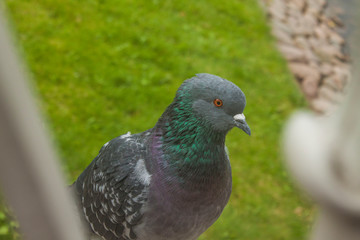 pigeon in the park