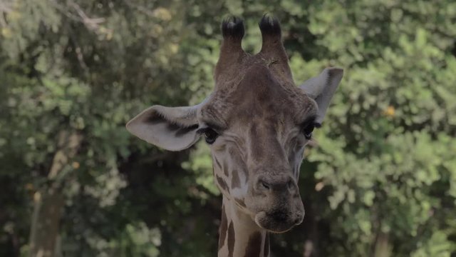 Close-up shot of giraffe head against green trees. Animal cleaning nose with the tongue