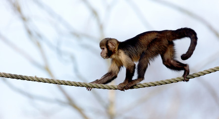 Golden-bellied capuchin climbing a thick rope