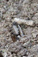 crab mangrove