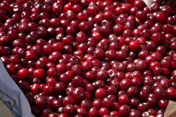 A lot of cherries tasty top vegetarian view .