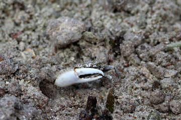 crab mangrove