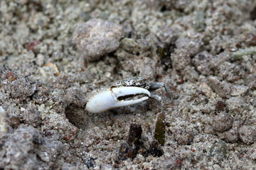 crab mangrove