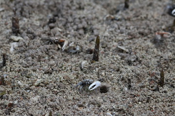 crab mangrove