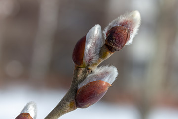 budding buds 02