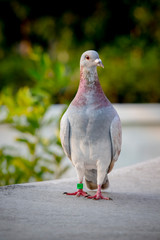 red choco feather pigeon bird standing on home loft roof