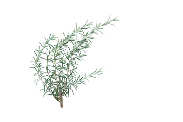 Organic fresh branch  rosemary isolated on white background, top view