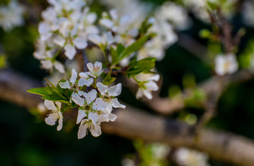 Prunus cerasifera 'Thundercloud' Ornamental plum tree in bloom 