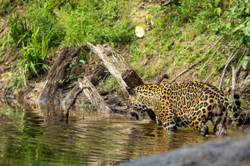 Fototapeta na wymiar Jaguar in the jungle of Siurinam