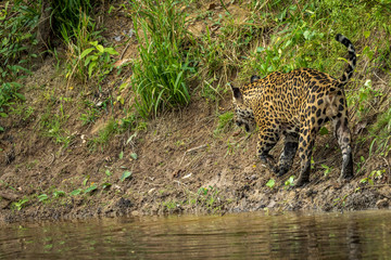 Jaguar in the jungle of Siurinam