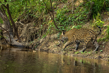 Jaguar in the jungle of Siurinam