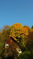 View of a beautiful autumn landscape in the forest