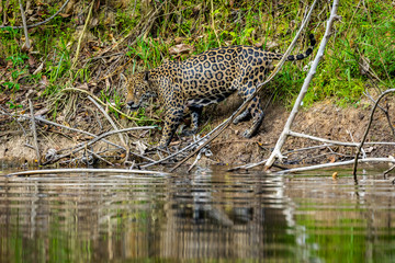 Fototapeta na wymiar Jaguar in the jungle of Surinam