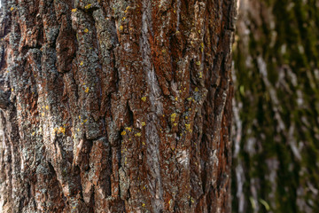 Closeup view of texture of bark of old tree trunk growing outside in forest. Horizontal color photography.