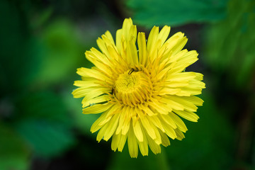 Flowers on natural background