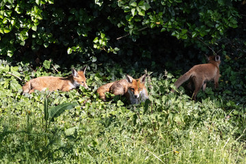 Naklejka na ściany i meble Fox cubs