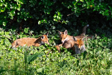 Fox cubs