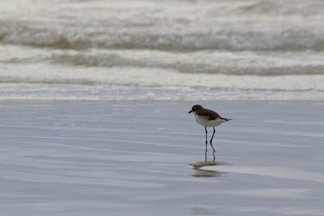 greater sand plover