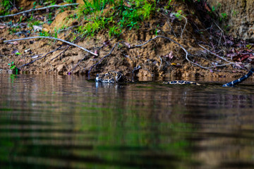 Jaguar in the jungle of Siurinam