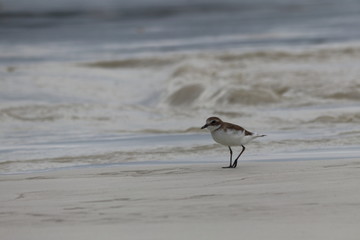 greater sand plover