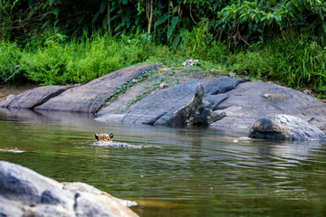 Naklejka na ściany i meble Jaguar in the jungle of Siurinam