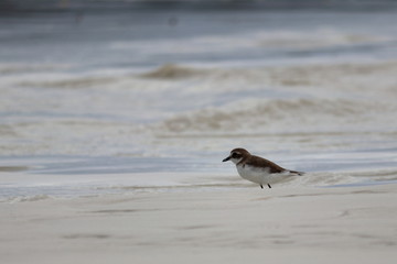 greater sand plover