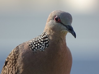 portrait of a pigeon