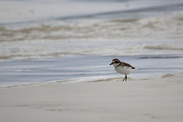 greater sand plover