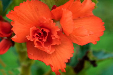 Flowers on natural background