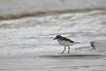 greater sand plover
