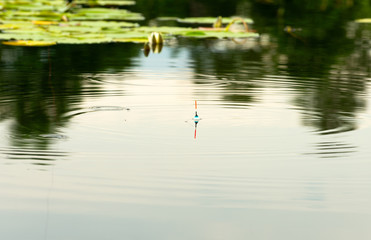 The fishing bobber is in a pond among the water lily (Nymphaea).