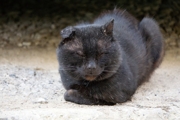 The cat is black but the eyes are yellow. Cause and beauty of the cat.