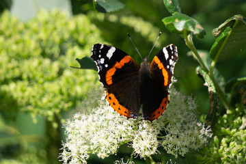 Butterfly on the flower. Red Zenia and Butterfly Urticaria .