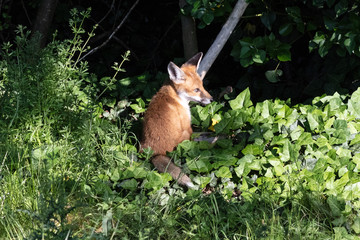Fox cubs