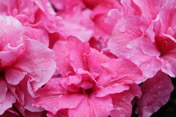 Rain Drops on Pink Wild Roses in Spring