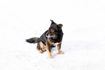 funny chihuahua dog posing on a beach in sunglasses .
