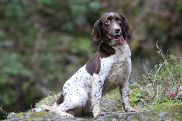 Springer Spaniel Outdoors