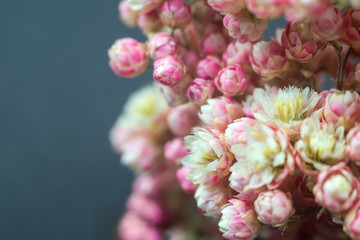 Small pink flowers close-up on a dark gray background, spring flowers.