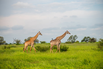 Wild giraffes in african savannah. Tanzania. National park Serengeti