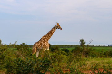 Wild giraffes in african savannah. Tanzania. National park Serengeti