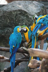 blue and yellow macaw
