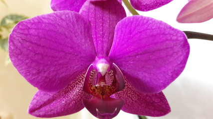 orchid, flower
