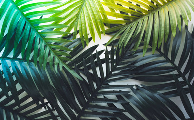 Tropical leaves foliage plant close up with white copy space background.Nature and summer concepts ideas
