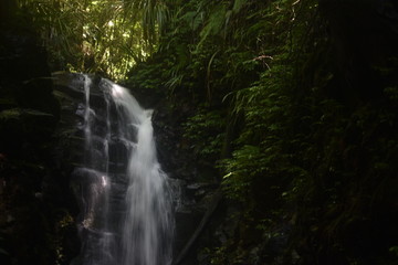Fototapeta premium waterfall in the forest