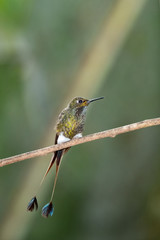Male Booted Racket-tail Humming Bird (Ocreatus underwoodii), Tandayapa Area, Ecuador