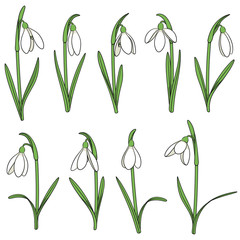 Set of color illustrations with snowdrops. Isolated vector objects on white background.