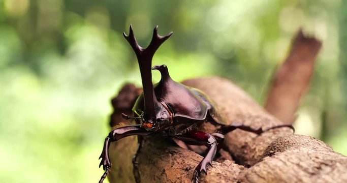 Japanese Rhinoceros Beetle.